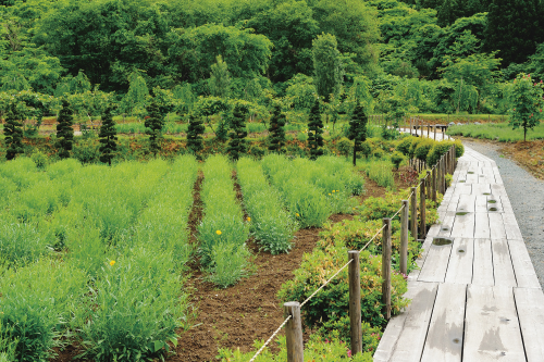 庭園（遊歩道）イメージ